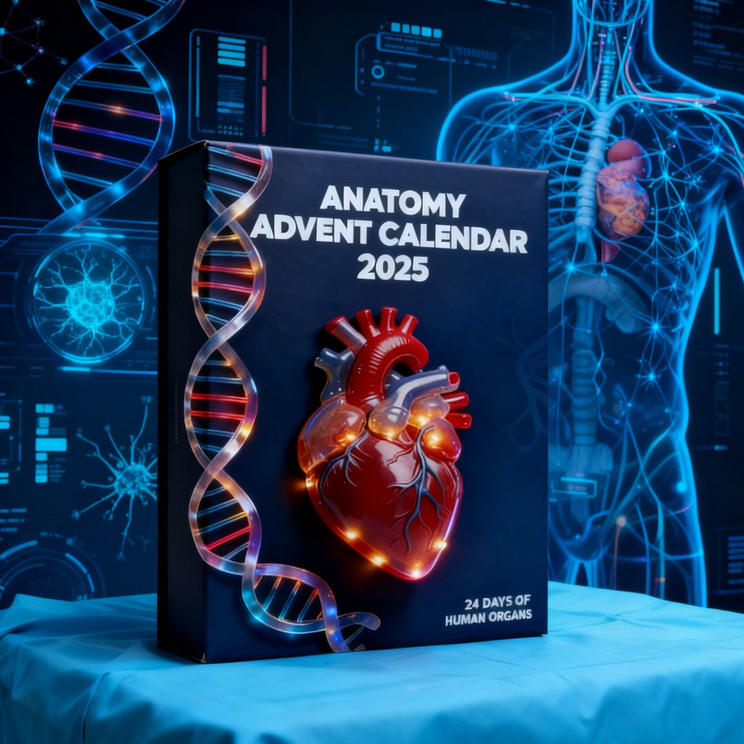 2025 Anatomický adventní kalendář