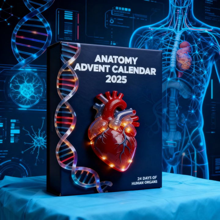 2025 Anatomický adventní kalendář